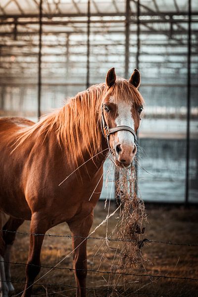 Grazende Glorie: Het Stralende Paard met Gouden Manen van Youp Linders