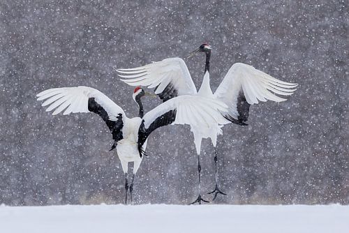 Danser dans la neige sur Jan-Willem Mantel