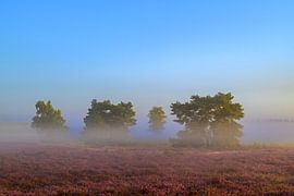 Sunrise over a heather landscape by Sjoerd van der Wal Photography