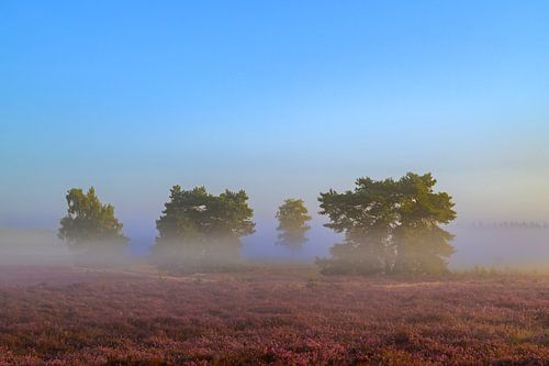 Zonsopgang boven een heidelandschap