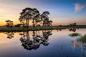 Dwingelderveld.