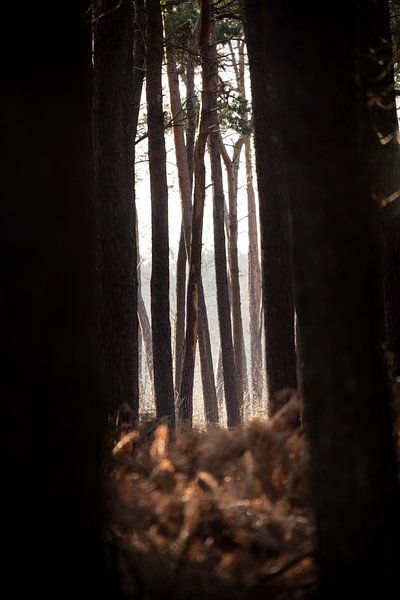 Le mystère de la forêt en hiver par Rene  den Engelsman
