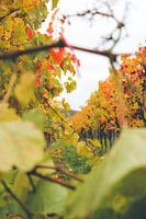 Vignoble Amour