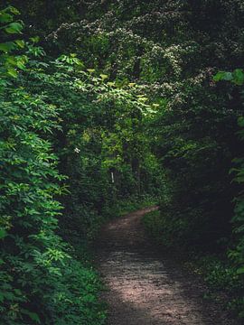 path by snippephotography