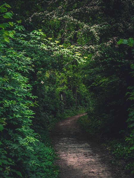 path by snippefotografie