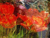 Tulips under japanese maple