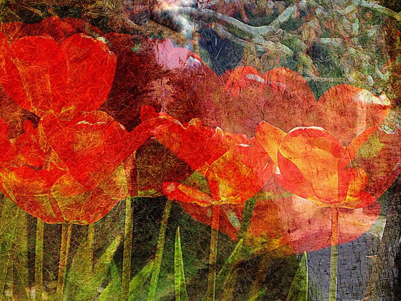 Tulpen onder japanse esdoorn van Anita Snik-Broeken
