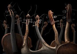 Violina mantodea von Olaf Bruhn