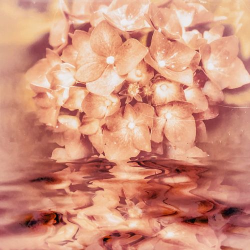 Eau d'hortensias