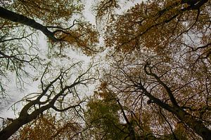 Les arbres du point de vue d'une grenouille