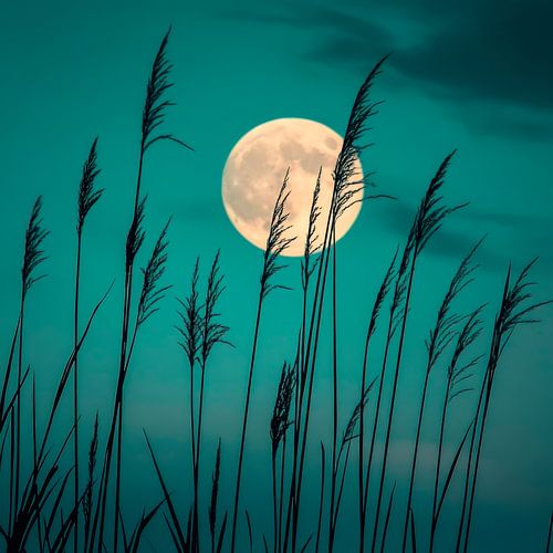 Volle maan en grassen