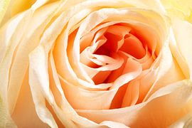 Close-up of a rose by Peter de Kievith Fotografie