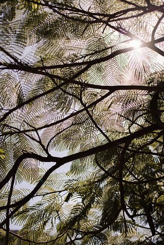 Tropische Bäume und Sonnenlicht