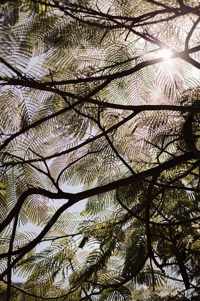 Tropical trees and sunlight by Bas Verburg