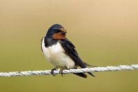 Barn swallow in Öland