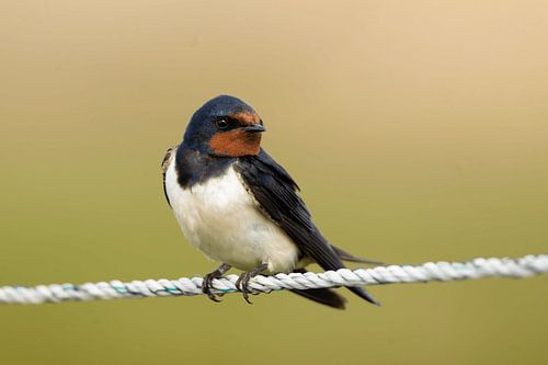 Hirondelle rustique sur l'île d'Öland