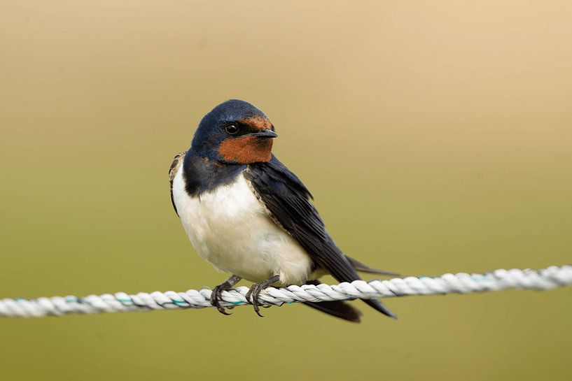 Barn swallow in Öland by Dimara Celine van Busschbach