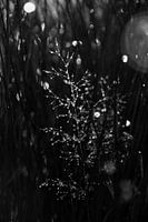Morning Dew 