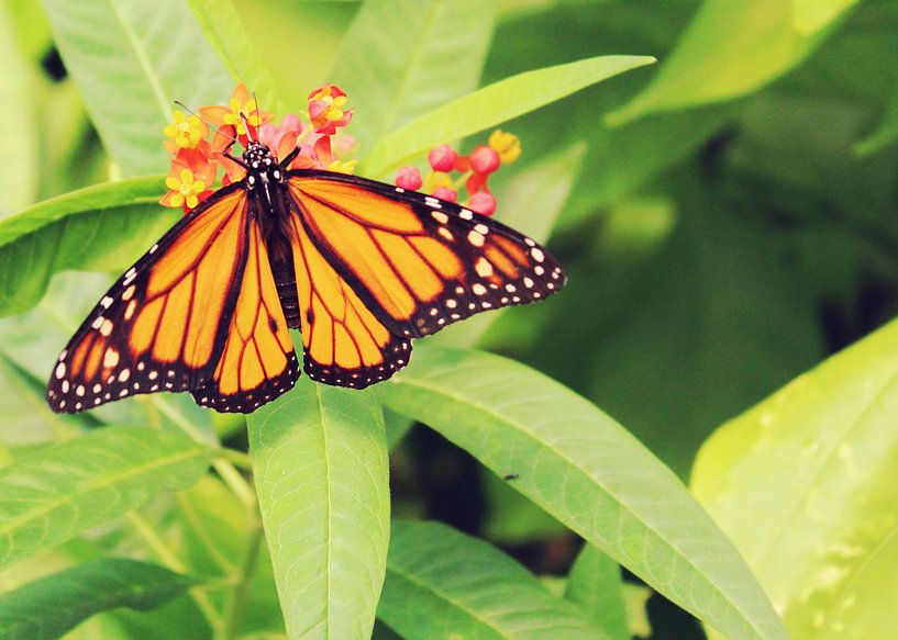 Monarchvlinder by Melinda Gorree