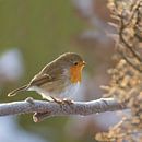 Robin in winter by Teuni's Dreams of Reality thumbnail