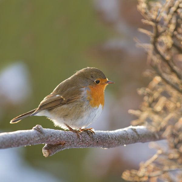 Robin in winter by Teuni's Dreams of Reality