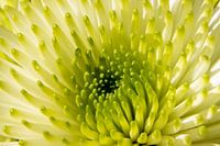 Chrysanthemum Close Up