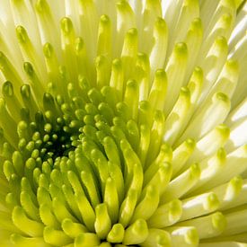 Chrysanthemum Close Up van Yvonne Verlaan