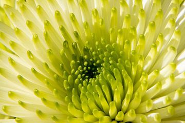 Chrysanthemum Close Up van Yvonne Verlaan
