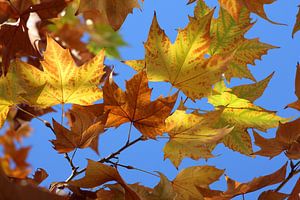 The Yelow Leaves van Cornelis (Cees) Cornelissen