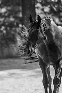 Elegant Power - Porträt der Bewegung