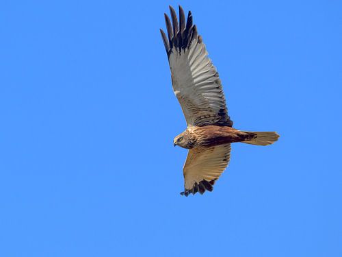 Bruine kiekendief tegen een blauwe lucht