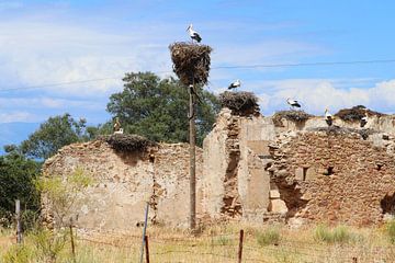 Storks Extremadura by Inge Hogenbijl