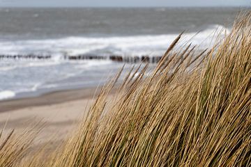 zicht op de kust vanaf de duinen van Ronenvief