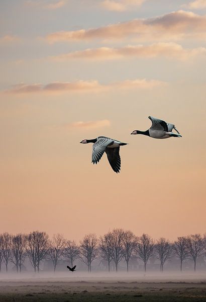 Des oies volant au-dessus de nos têtes. par natascha verbij