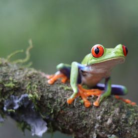 Green Frog in Costa Rica by Linda Vreeswijk