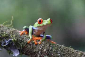 Groene Kikker in Costa Rica van Linda Vreeswijk
