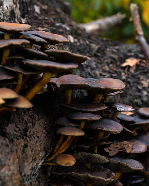 Mushrooms in Autumn (Macro - Vertical) by Baris Arkin