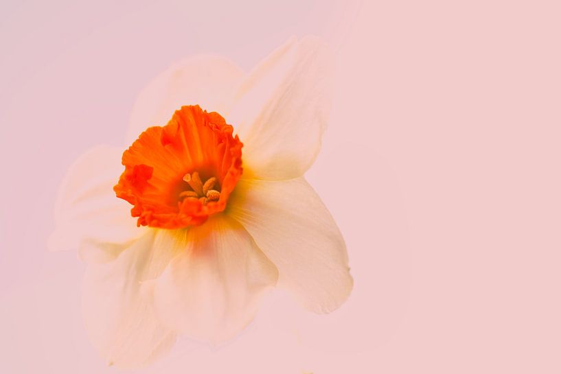 Flotter au printemps par Jolanda de Jong-Jansen