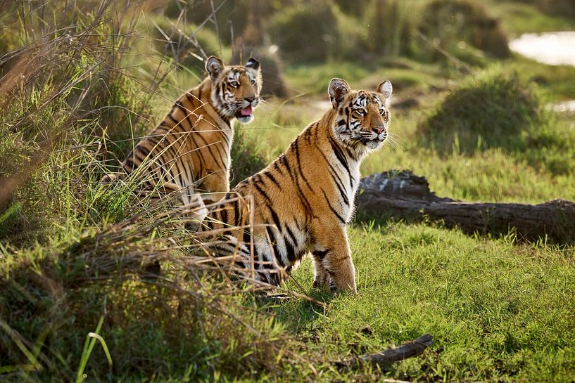 zwei junge Indische Tiger von Jürgen Ritterbach
