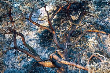 Tree in winter by Karsten Rahn