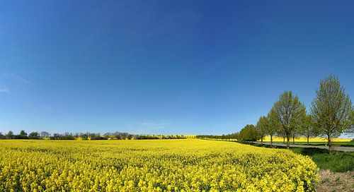 koolzaadveld in bloei