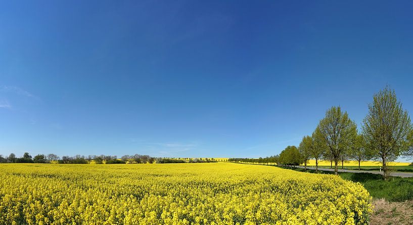 champ de colza en fleurs par Heiko Kueverling
