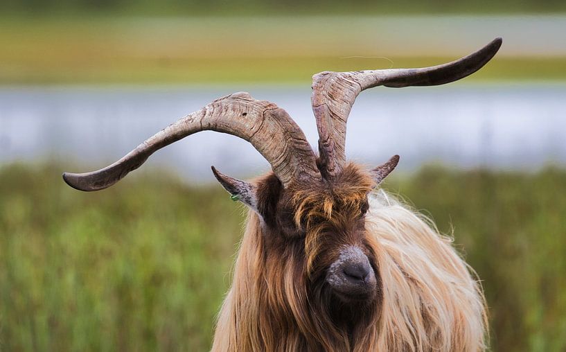 An imposing land goat by Natuurpracht   Kees Doornenbal