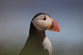 Atlantic Puffin or Common Puffin, Fratercula arctica, Norway von Frank Fichtmüller