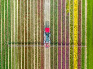Agricultural weed sprayer in a field of tulips growing during springtime