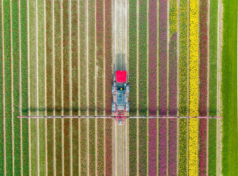 Landbouwonkruidspuiter in een tulpenveld in het voorjaar van Sjoerd van der Wal Fotografie