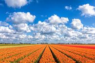 Een lente beeld met bloeiende tulpen van eric van der eijk thumbnail