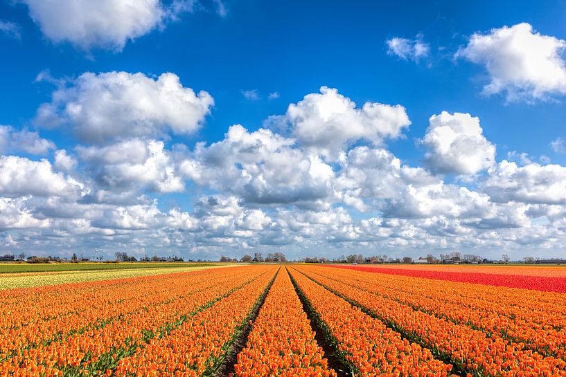 Een lente beeld met bloeiende tulpen van eric van der eijk