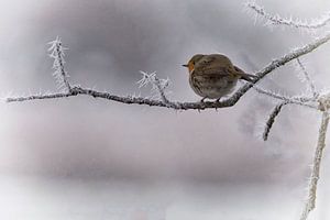 Robin dans le froid