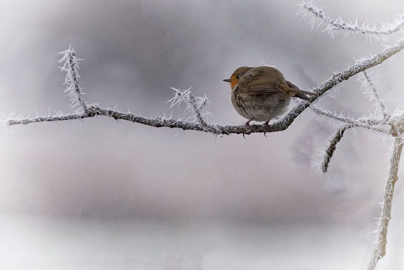Robin dans le froid par Peter Bartelings